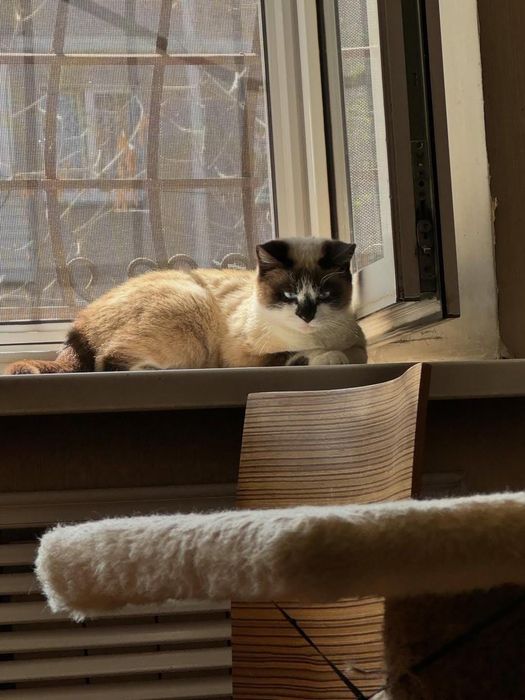 Кошечка красотка Варя!