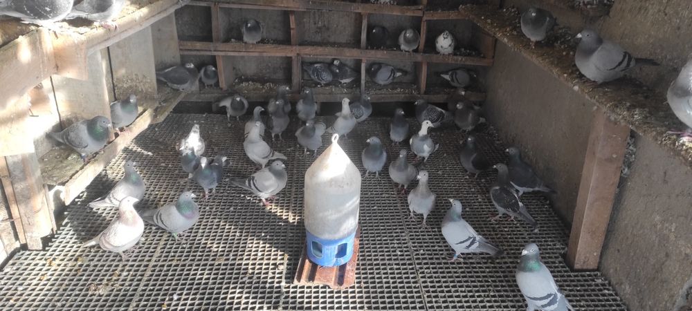 Vand porumbei voiajori