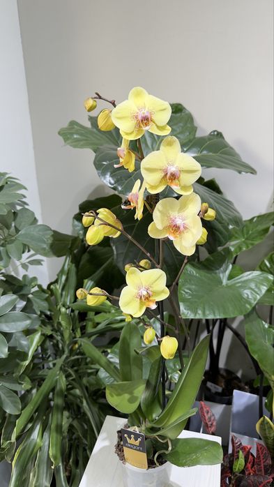 Цветущие орхидеи на любой вкус