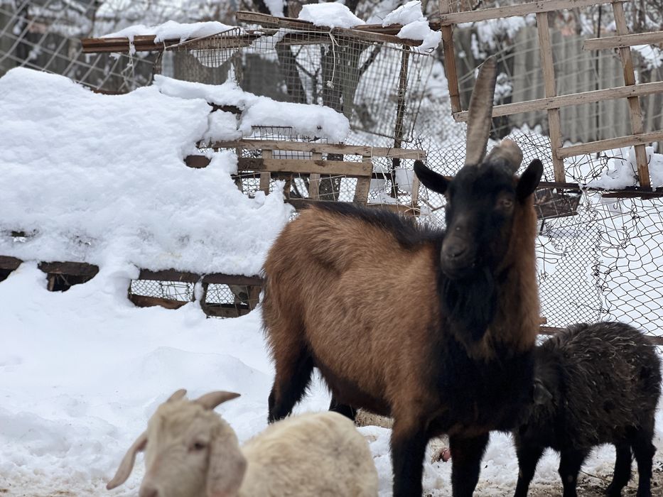 Теке сатылады 150мын тенге