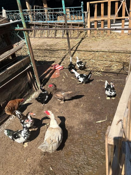 Срочно сатилады индаутка