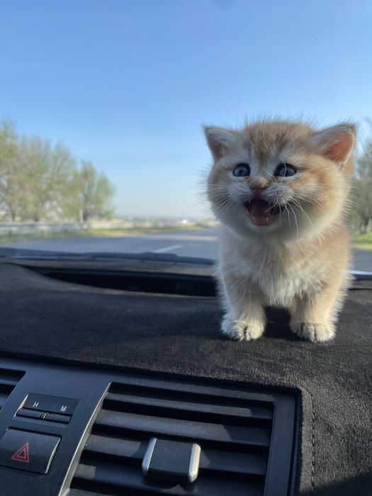 Британская шиншилла золото