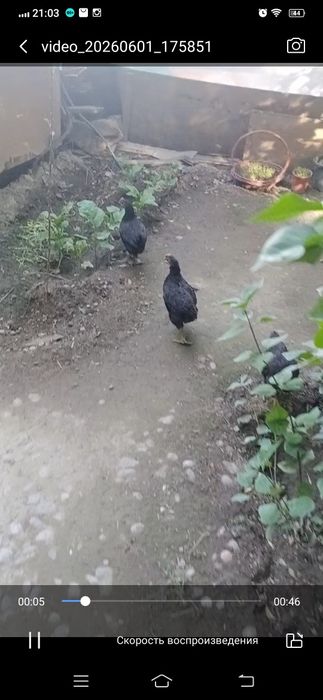 Продаются курицы черные