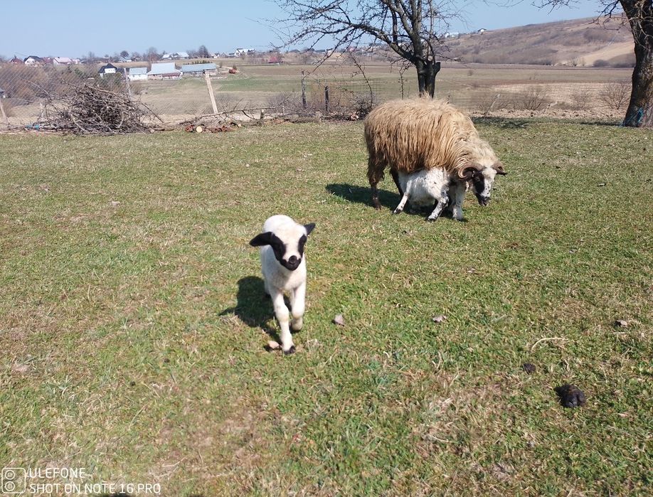 Oi breze și oacheșe cu miei