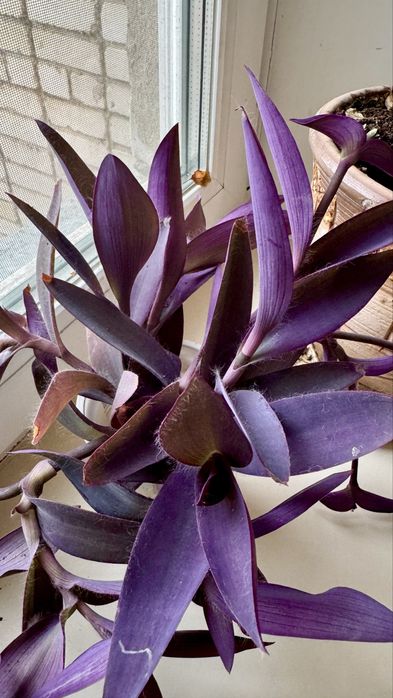 Цветы комнатные, все в горшках