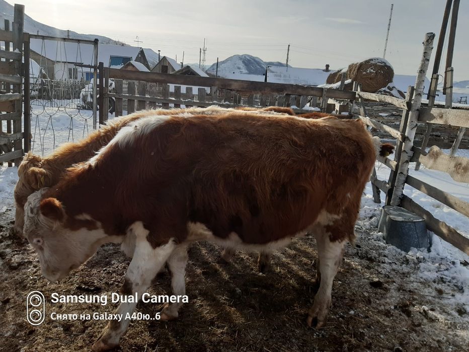 Торпақ палтырашка