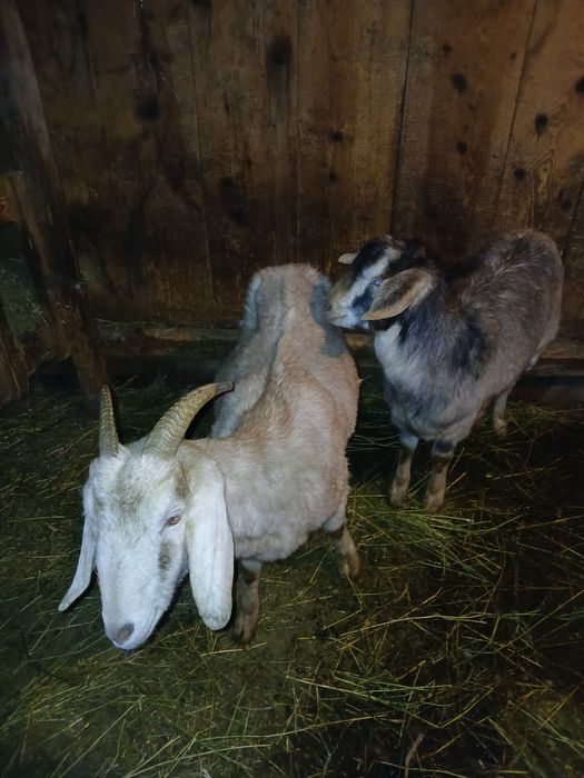 Vând 2 capre gestante și un țap