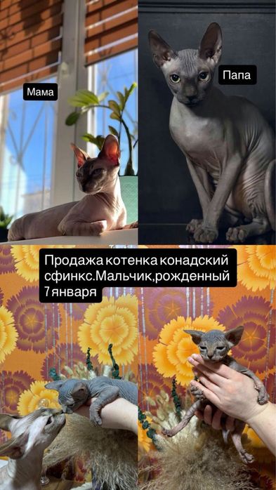 Канадский сфинкс