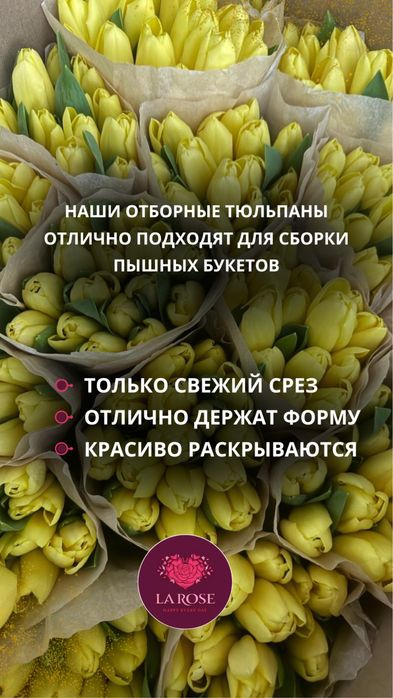Тюльпаны оптом к 8 Марта. Прямые поставки. Предзаказ