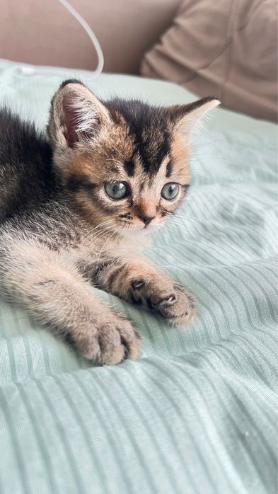 Продам кошку метиску