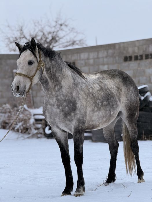 Продается Жеребец Орловец
