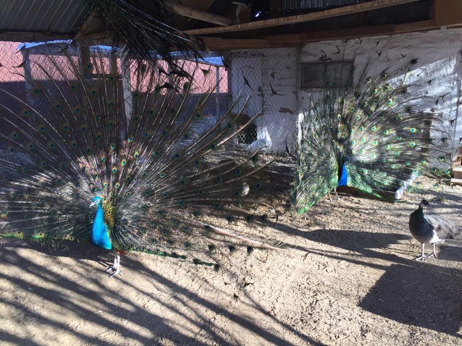 Павлины Индийские и Белые пары