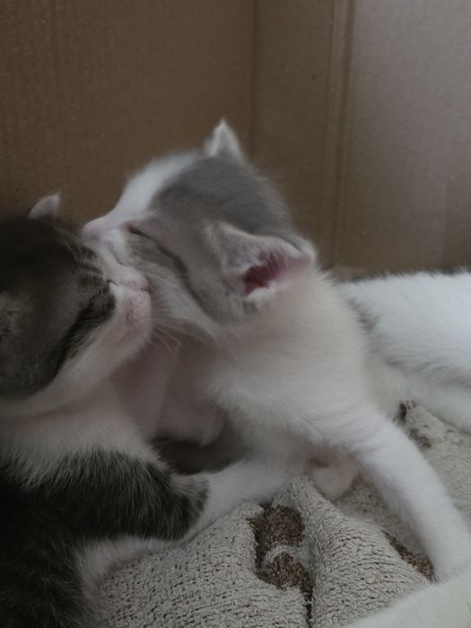 Отдам котят в добрые руки
