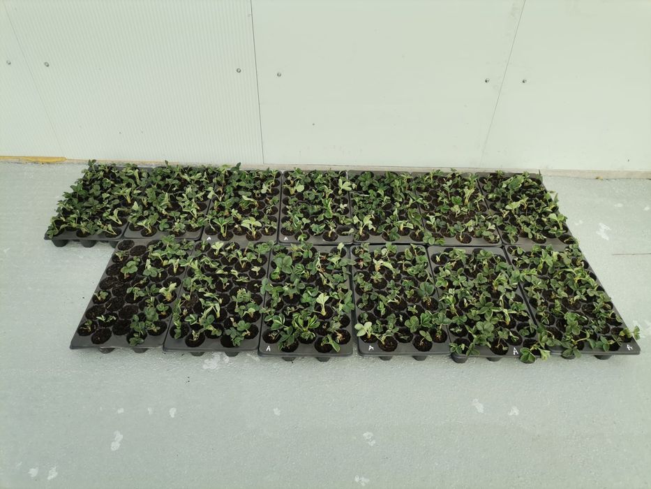 #Stoloni capsuni #Clerry #Albion #Jolly