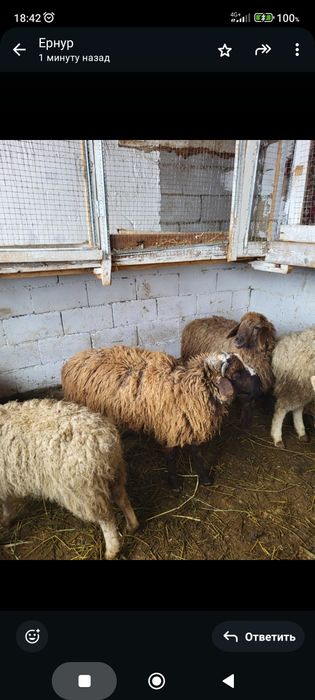 Сатамын токтылар 75000 нан