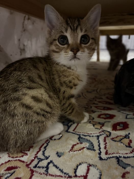 Отдам котят в добрые руки