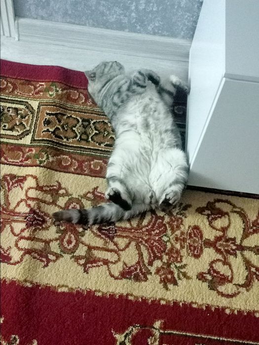 Отдам в хорошие руки