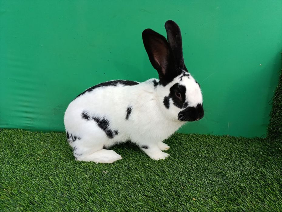 Strakach quyon sotiladi sames 10 oylik