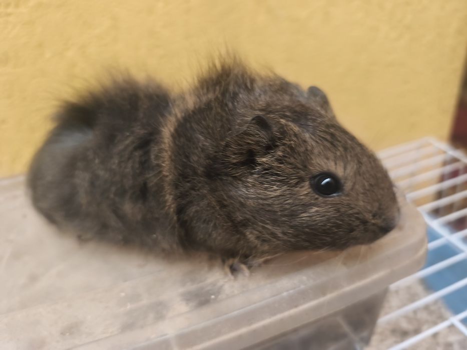 Vând purceluși de Guineea