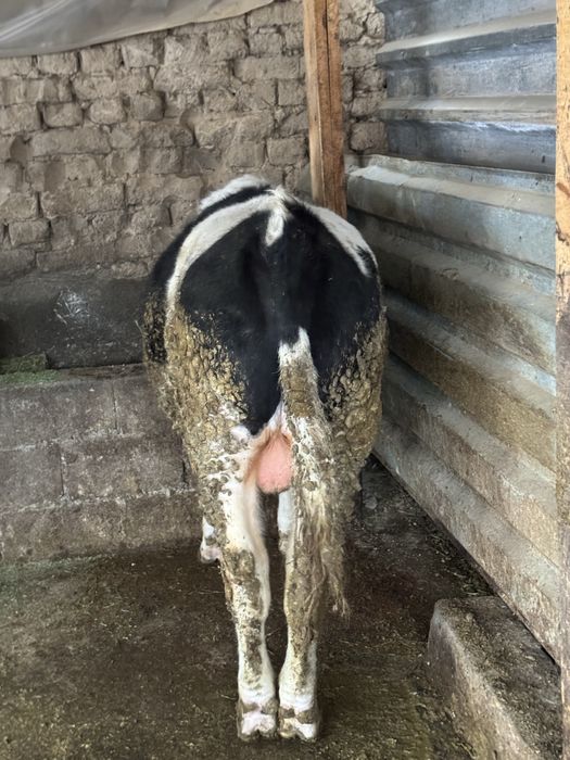 Продам бычка голштейн