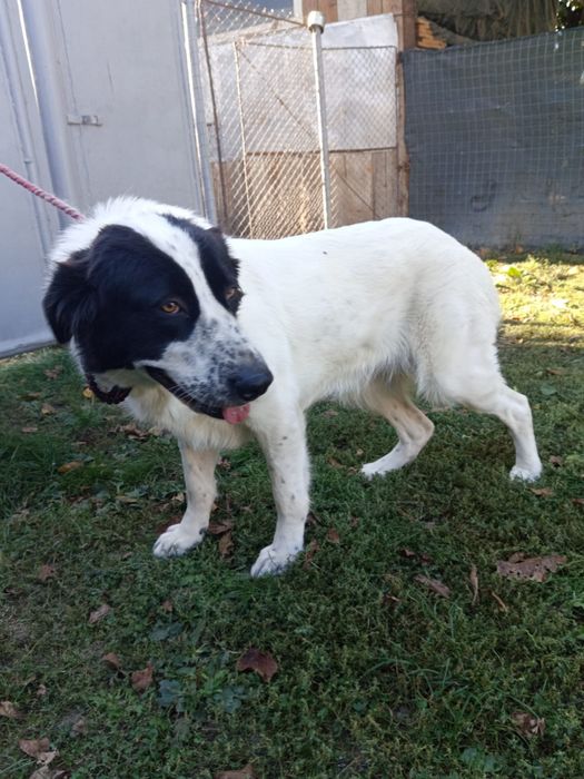 Ciobănesc de Bucovina