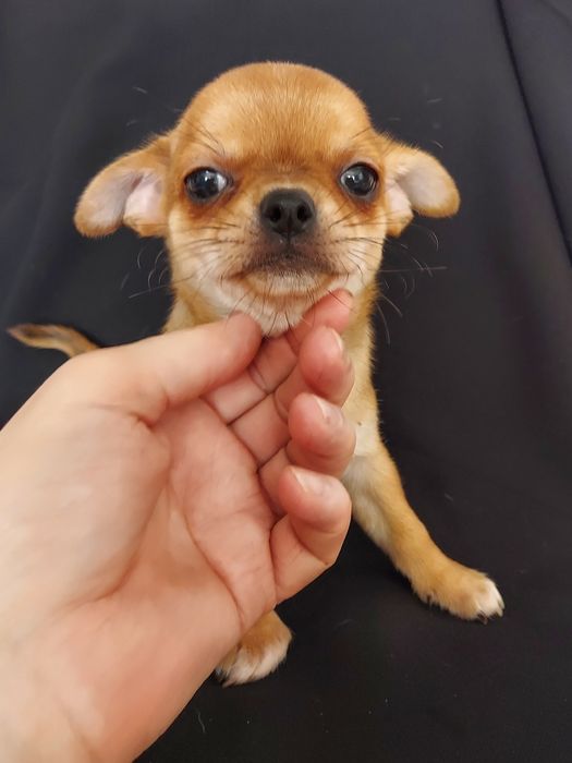 Продаю щенка чихуахуа