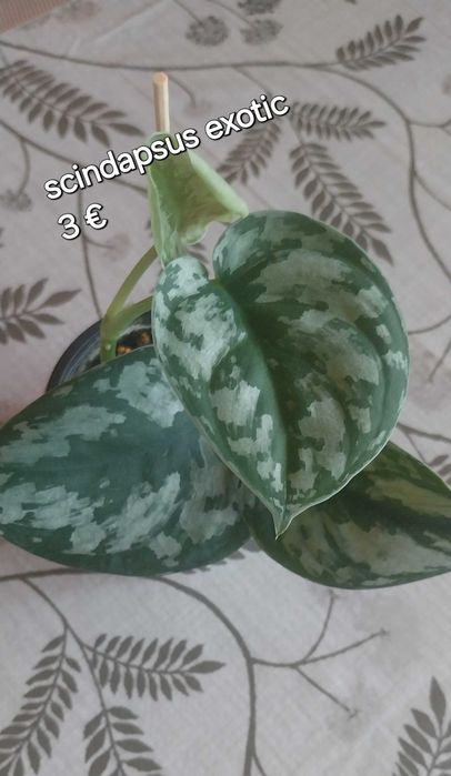 Живи растения, цветя