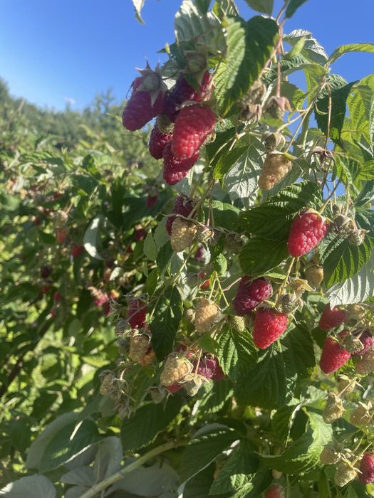 Butasi zmeura si coacaze negre si rosi