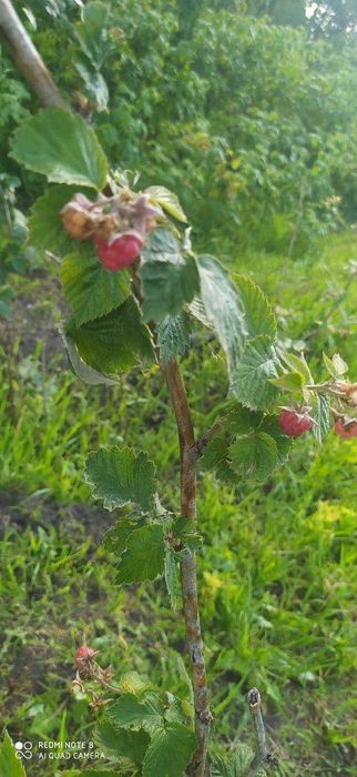 Продам дачу Восход в хорошем месте