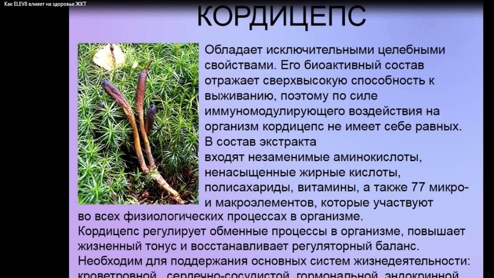 Ежовик гребенчатый