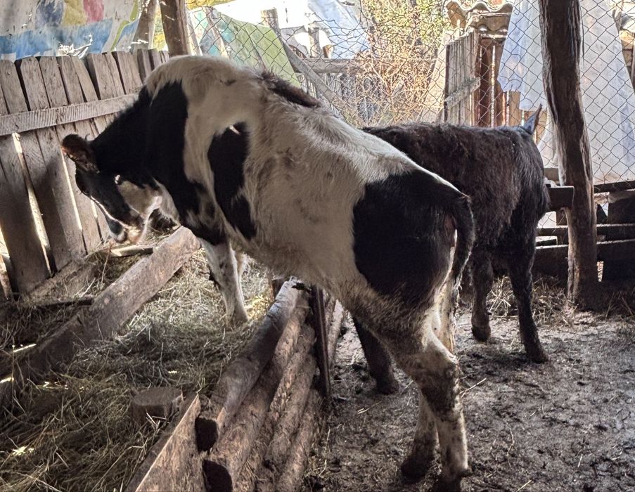 Vand șapte  viței
