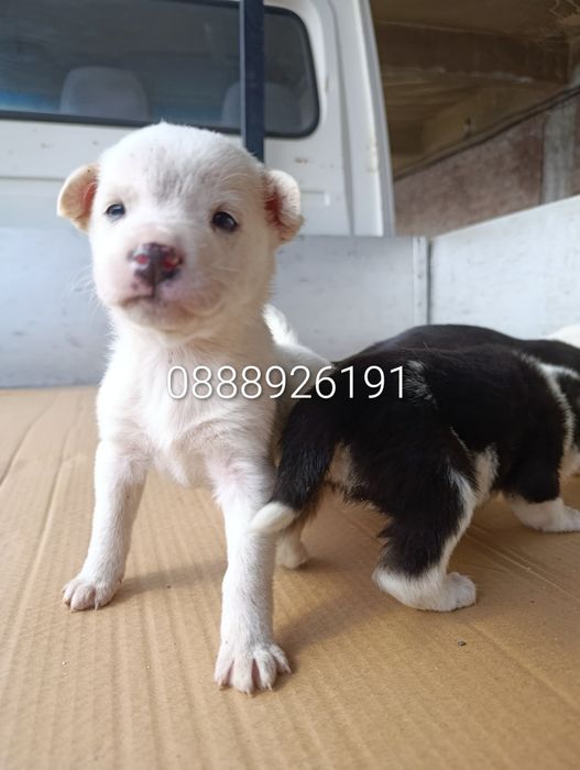 Нова,подобрена българска порода.Безплатна доставка и подарък