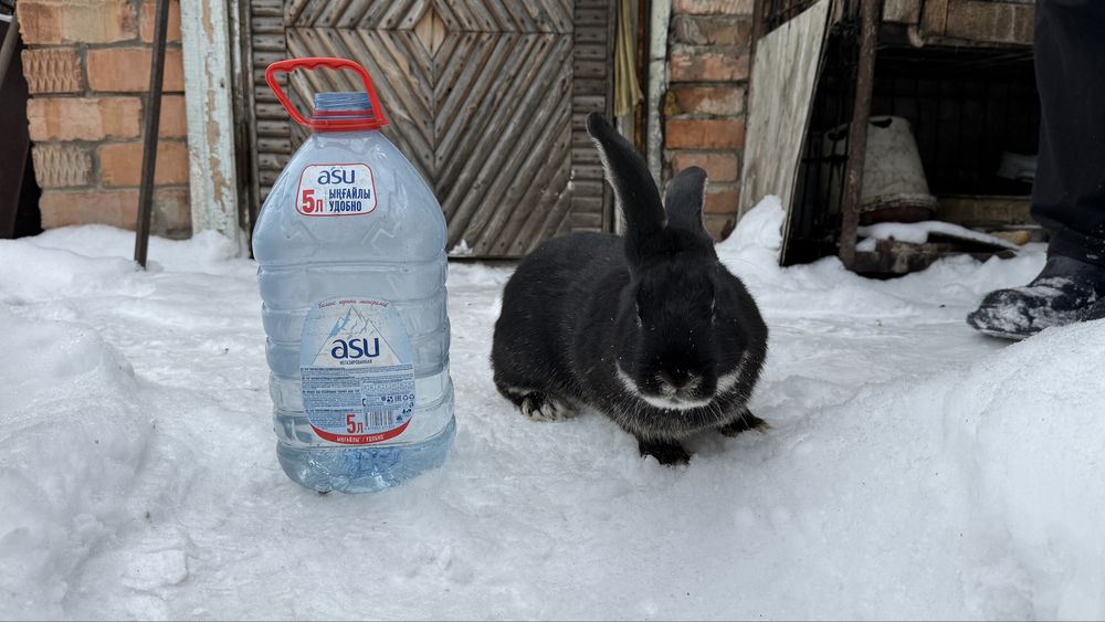 кролы 9-10месяцев