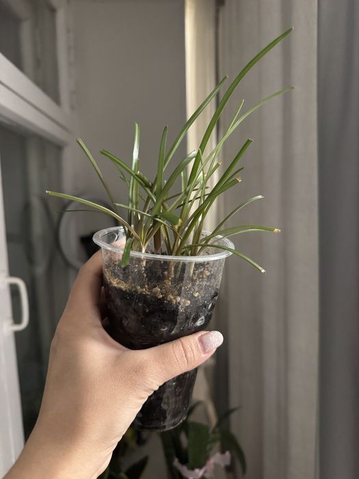 Продам растение Зефирантес