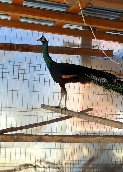 Mascul paun Verde,Java-Muticus !