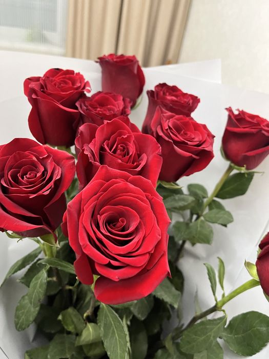 Метровые розы красные 11 штук