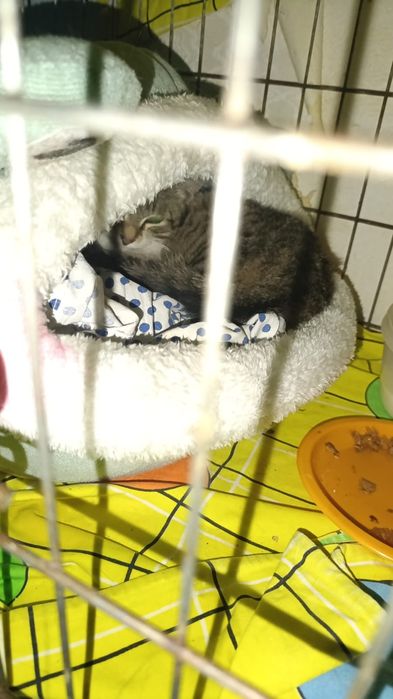 Котенок мальчик 2-3 месяца срочно ищет дом