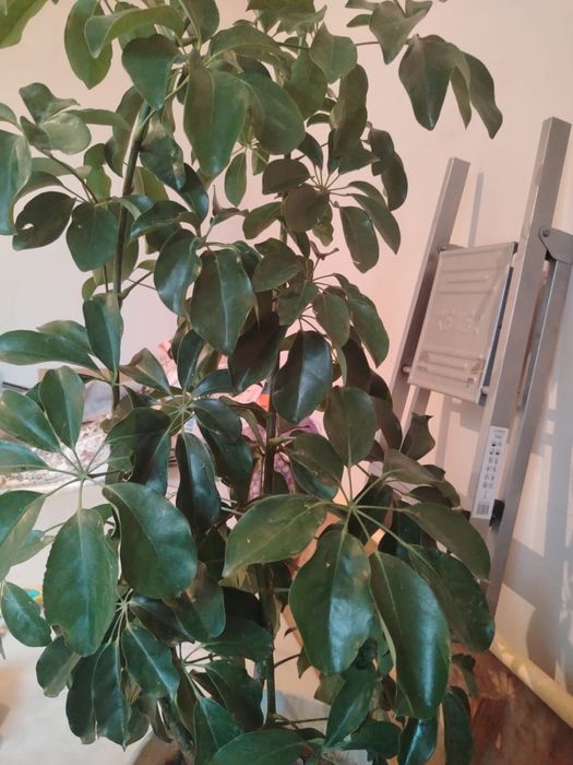 Өте әдемі живой ГҮЛ