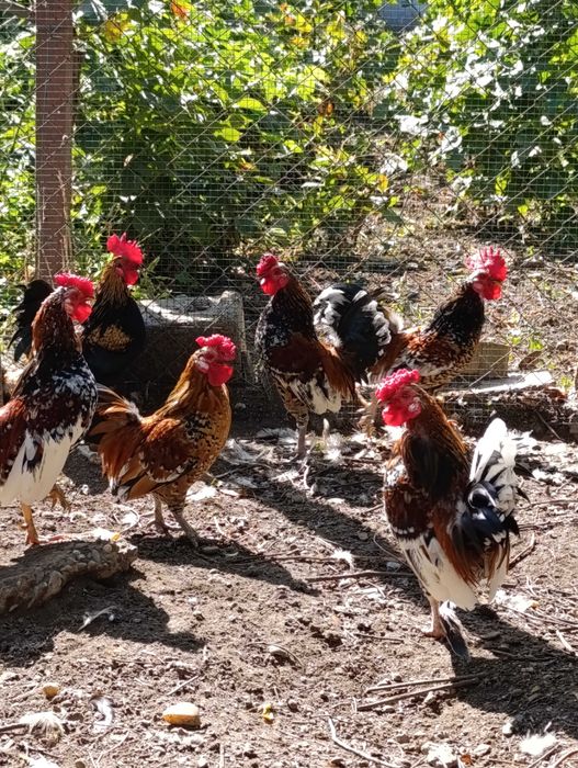 Păsări de curte frumos colorate