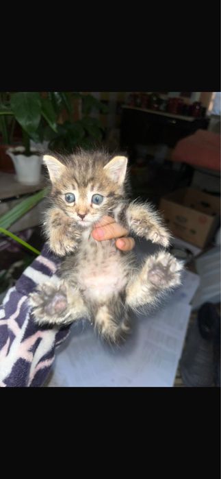 Котята срочно в домашние руки
