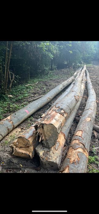 Vand lemne de stejar uscate !!