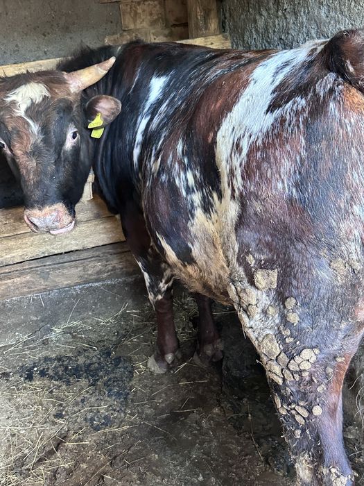 Бычек(согым)жирная