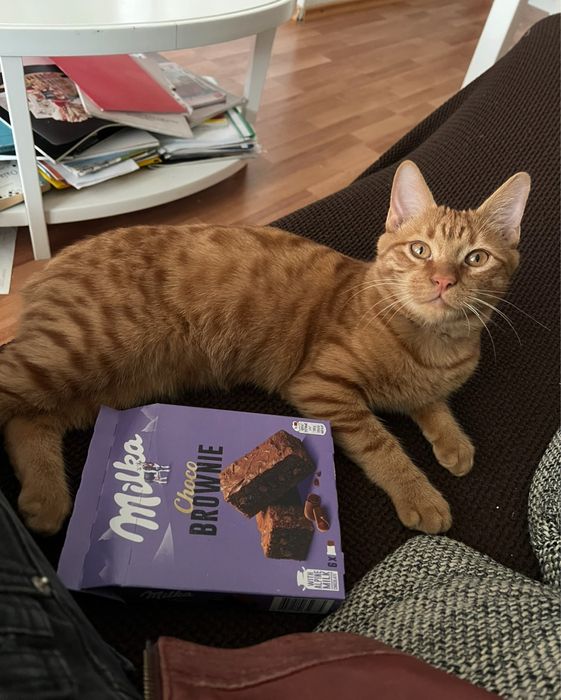 Pisic pentru adoptie Craiova