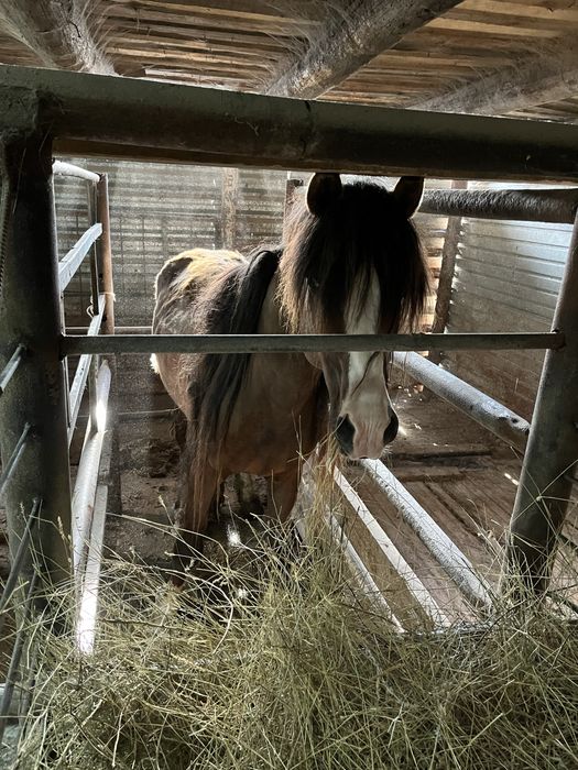 Продаётся жеребец и кобыла