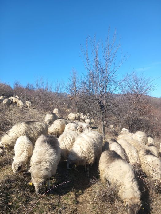 Vand oi turcane 170 bucati