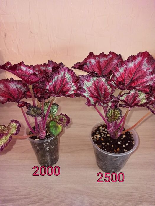 Бегония сортовая