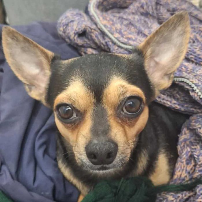 Очаровательный кобелёк ищет невесту