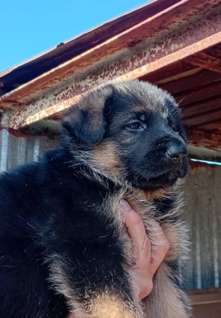 Немецкая овчарка (девочки)