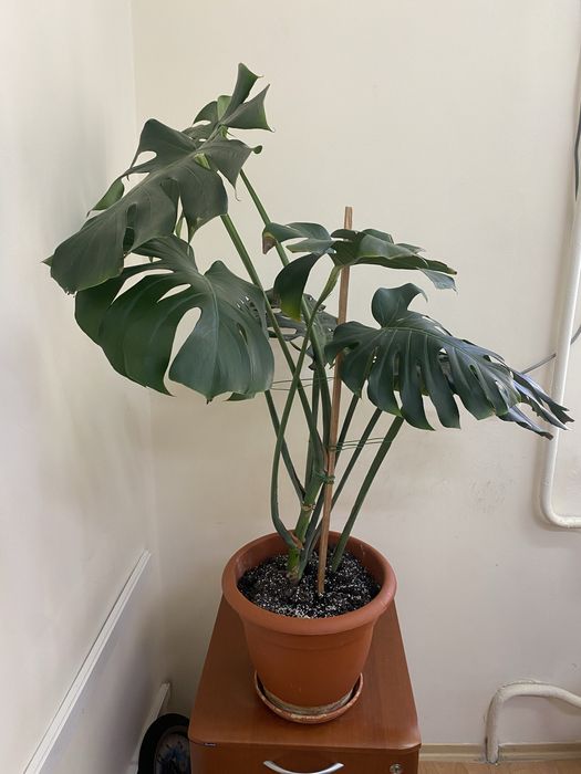 Монстера взрослая