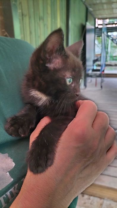 Котята бесплатно